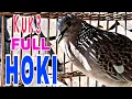 Download Lagu suara burung pembawa hoki langka derkuku||tekukur kuk 3 lokal alam asli