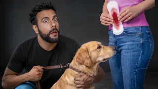 Can Dogs Actually Smell Period Blood? (Experimented)