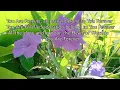 Goodness Of Grace/Country Gospel Music - Cordillera Songbirds