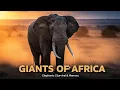 African Elephant Giants of Memory Survival the Changing Savannah