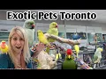 Meet The Indian Ringnecks of Toronto s Best Bird Store Exotic Pets Toronto