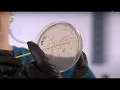 Picking a Colony from a Plate