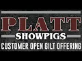 Platt Showpigs Customer Open Gilt Offering - Lot 26