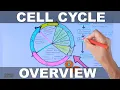 Cell Cycle Overview