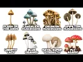 Every Ancient Psychedelic Mushrooms Explained in 16 Minutes