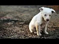 homeless dog i find in the fields reaction