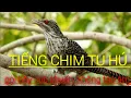Download Lagu Tiếng Tu Hú Kêu Gọi Bầy Cực Chuẩn. Mới Nhất 2020- Huỳnh Đức TN Vlogs