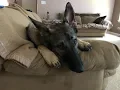 where to get a German shepherd