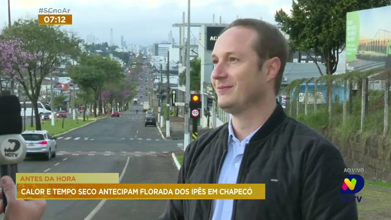 Ipês têm floração antecipada por conta do calor e tempo seco fora de época em Chapecó