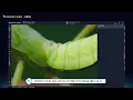 synapse ML -