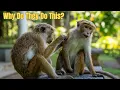 Why Do Monkeys Groom Each Other It s Not Just About Cleanliness