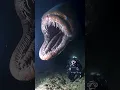 Download Lagu deep sea exploration on pacific#deepsea #ocean #deepseafishing #undersea #pacificocean #pacific #ai