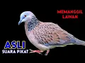 Download Lagu Suara Tekukur Gacor Juara Memanggil Lawan Agar Bunyi