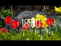 18 Minute Timer with Music Spring Timer