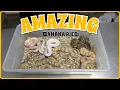 Combo Banana Pied Ball Python Clutch