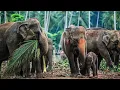Do Elephants Eat Meat