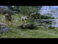 Download Der Berg der Wölfe mp4 3gp mp3 videos - waplic