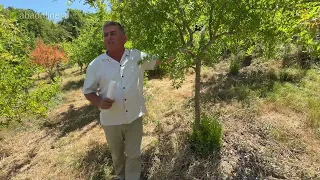 Si të shmangni çarjen e kokrrës së shegës? | Prof. Isuf Kaziu