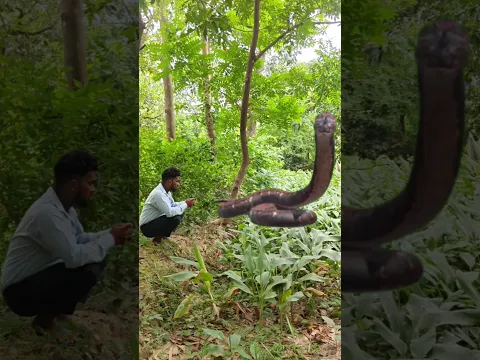 Bholenath Ke Video 🙏 #bholenath #mahadev #shorts