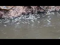 Download Lagu 2 HARI MANCING MENJALA DAN MENGANGKAT JEBAKAN 