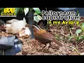 Download Lagu BURUNG INI DI HUTAN SERING TERDENGAR SUARANYA DARIPADA WUJUDNYA, INILAH PENAMPAKAN DARI DEKATNYA