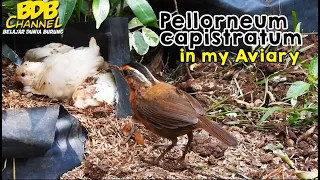 this bird in the forest is often heard more by its sound than its appearance this is how it look 