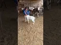 Yeh guroor ankhon me 2, pal ki jawani ka na smjhna……🦅🔥#goatlover #beautifullgoats #explorepage #💪