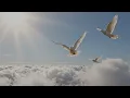 Beautiful Soul Remembered - AI Photo Animation