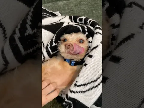 Teddy, the dog made of pure joy.