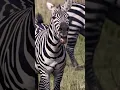 Download Lagu Zebra voice #viral #youtube #shorts #animal ... like and subscribe
