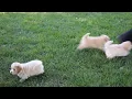 Maltipoo Puppies For Sale
