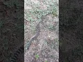 How fast can Rattlesnakes move Very