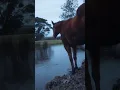 Download Lagu Ik isoleer mezelf vaak omdat ik een enorm potentieel heb om een ​​🔪 te worden