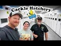 Behind The Scenes Of The Nations Largest Backyard Hatchery