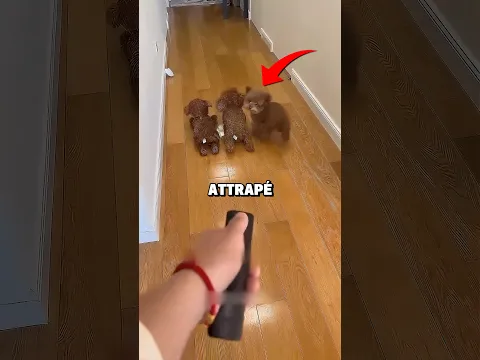 Ce chien se cache PARMI ses jouets pour éviter le bain !!😂🐶