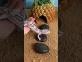 Download Lagu Making a house for the leopard gecko Gaara