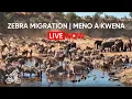 Download Lagu LIVE: Zebra Migration at Meno a Kwena | Botswana Wildlife Safari Cam