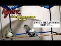 Download Lagu naikan birahi sirtuMU,dengan suara sirtu jantan merayu betina ini.