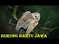 Download Lagu Suara burung hantu jawa