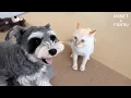 Download Lagu A word from the cat... No matter how you look at it, the dog's reaction is a human reaction!