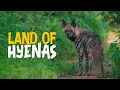 Download Lagu Rare Hyena Sightings on Safari | Caught on Camera