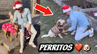 LE PUSE SUÉTER A PERRITOS DE LA CALLE 🐶❤️🙌🏻