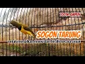 Download Lagu PANCINGAN SOGON UNTUK MENAIKAN BIRAHI DAN EMOSI PALING EFEKTIF #sogon #sogonmania #sogongacor 