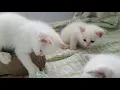 TICA registered Tortie and Red point Siamese and Balinese kittens