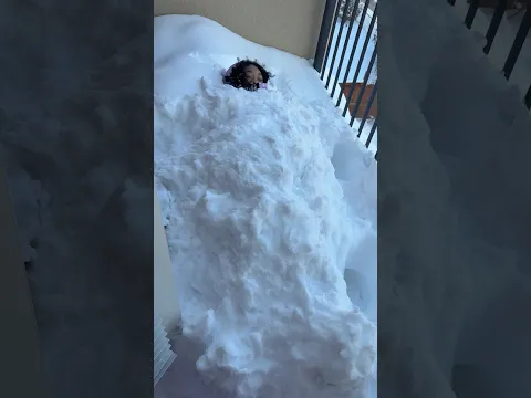 Sefari’s Buried in Snow❄️