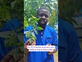 Download Lagu How to use dog blood bush?