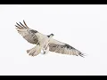 Eugen Dolan s Best Bird Photos from Sebastian Inlet Related Lessons By Arthur AS ART