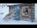Lagu 91-Year-Old Widow and Her Laika Dog Survive −70°C Siberia Protecting a Newborn Calf