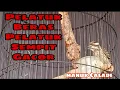 Download Lagu Pelatuk Beras Pelatuk Sempit Caladi untuk Masteran