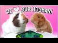 10 Best Ways to Interact and Play with Your Guinea Pigs